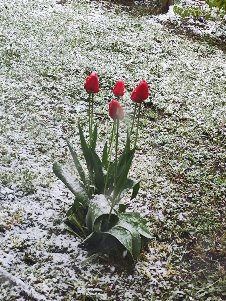 Тюльпаны в снегу, май