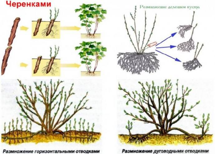 размножение черной смородины